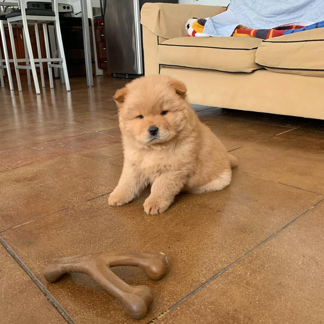 Bear standing