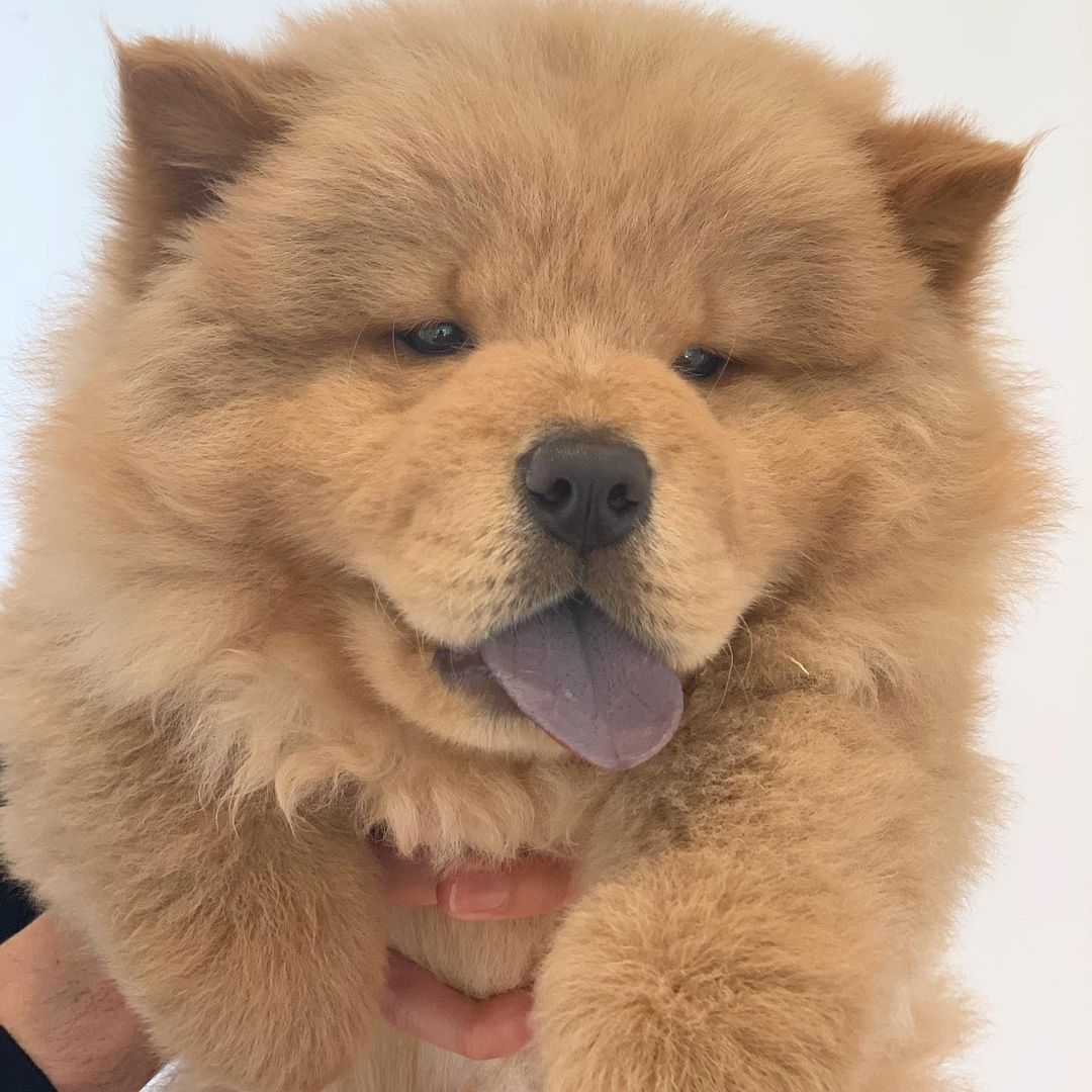 Bear with human