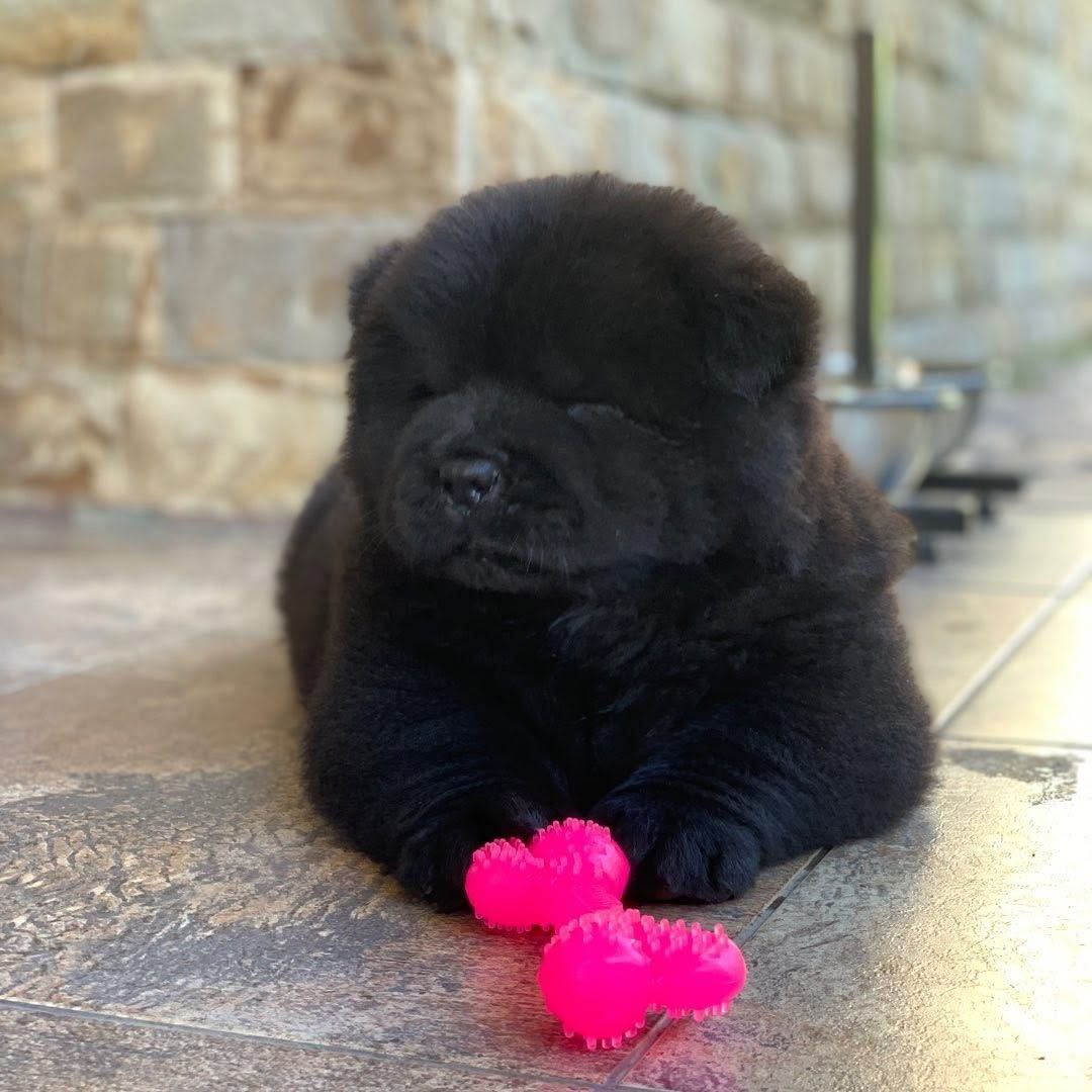 Bear standing