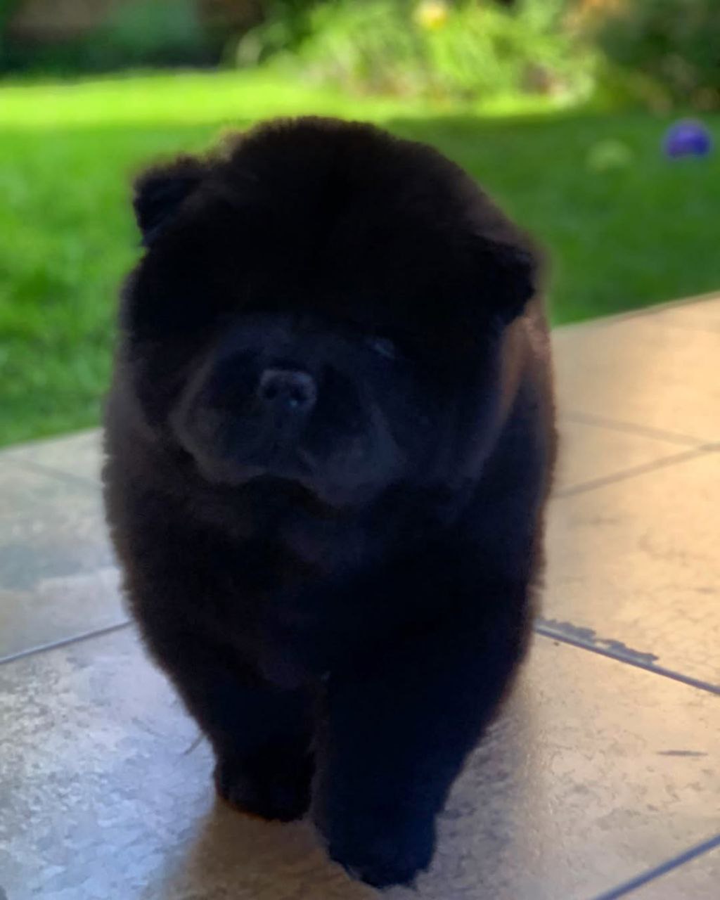 Bear close-up