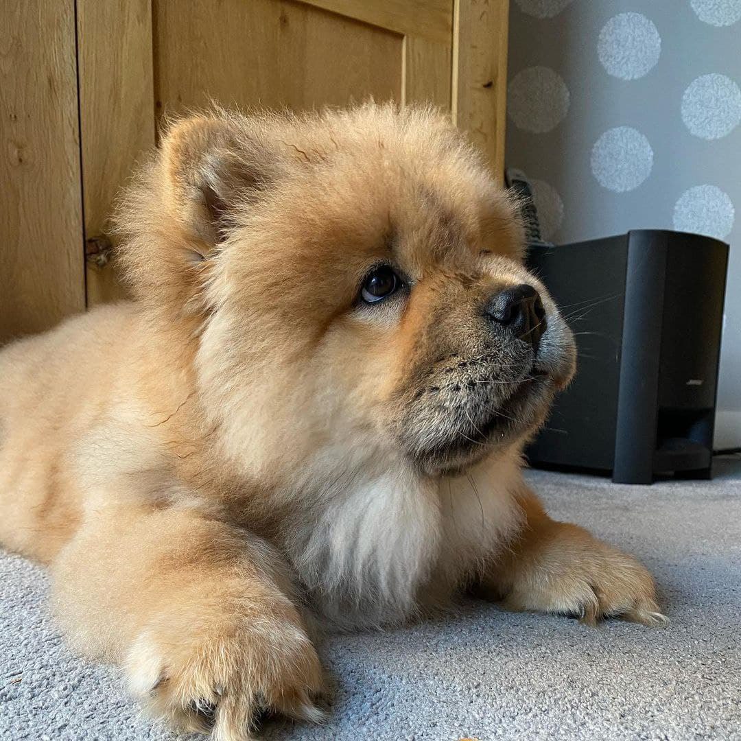Bear standing
