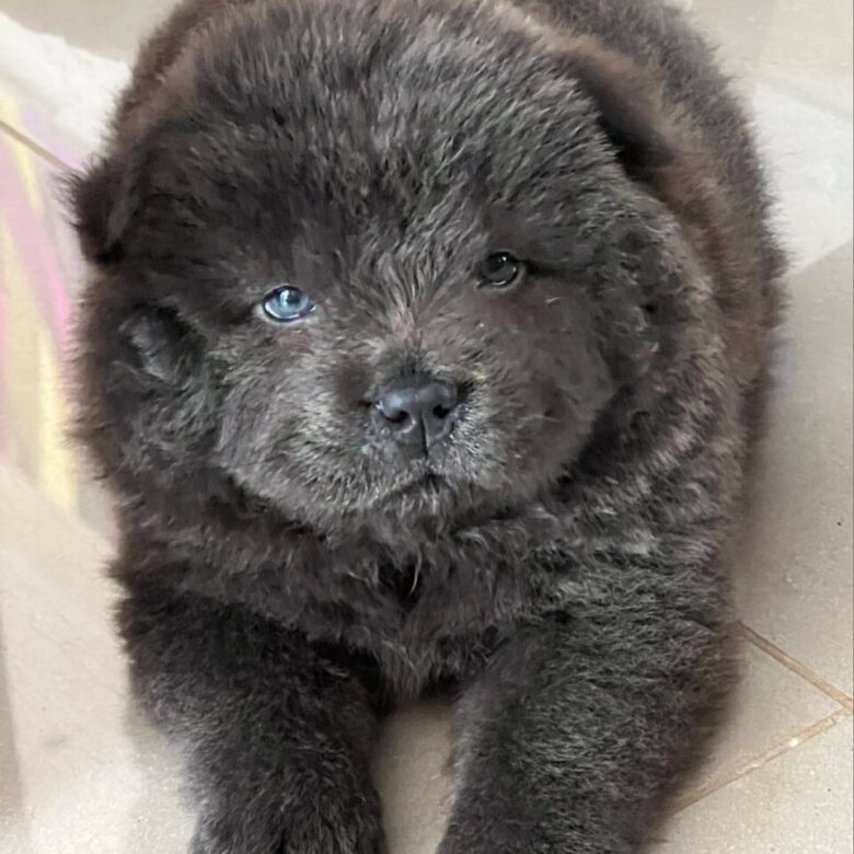Bear standing