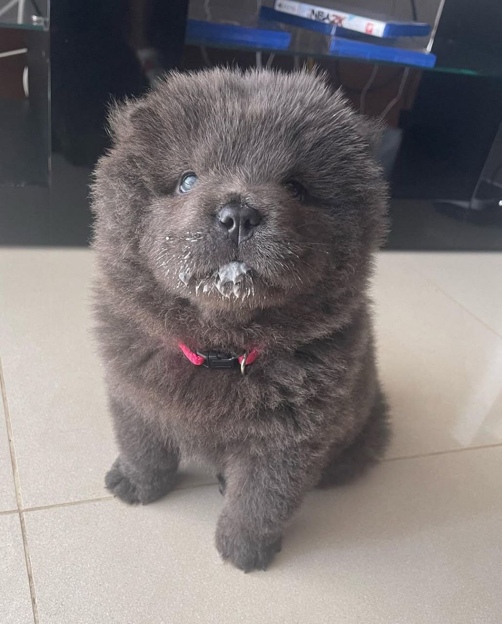 Bear close-up