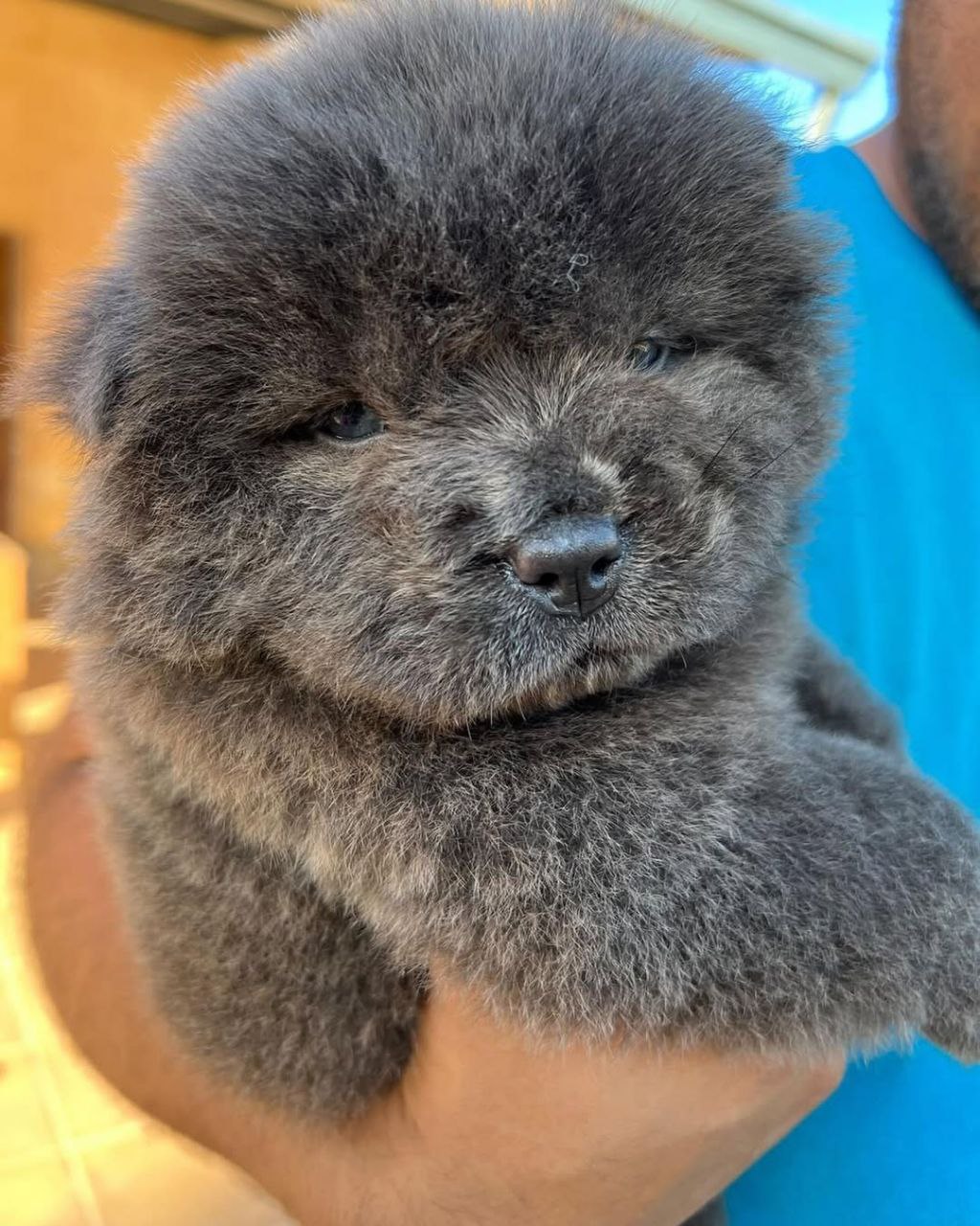 Bear with human