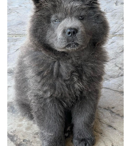 Bear close-up