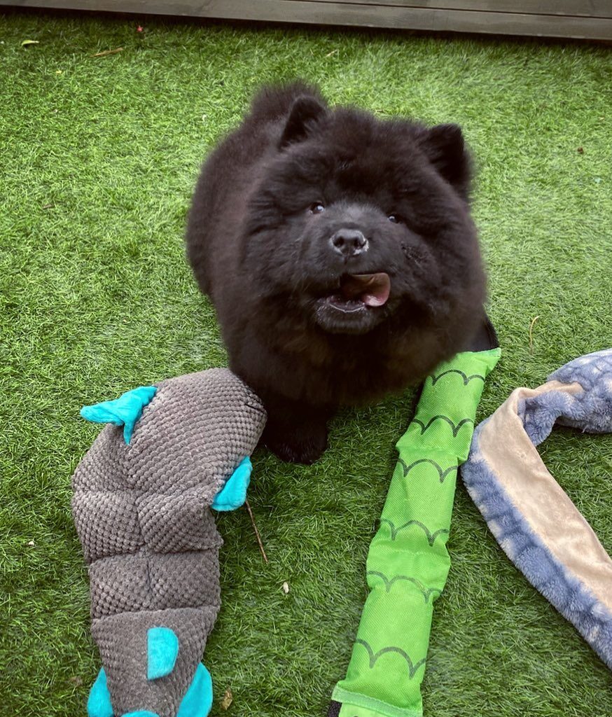 Bear standing