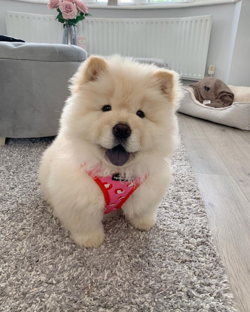 Bear standing