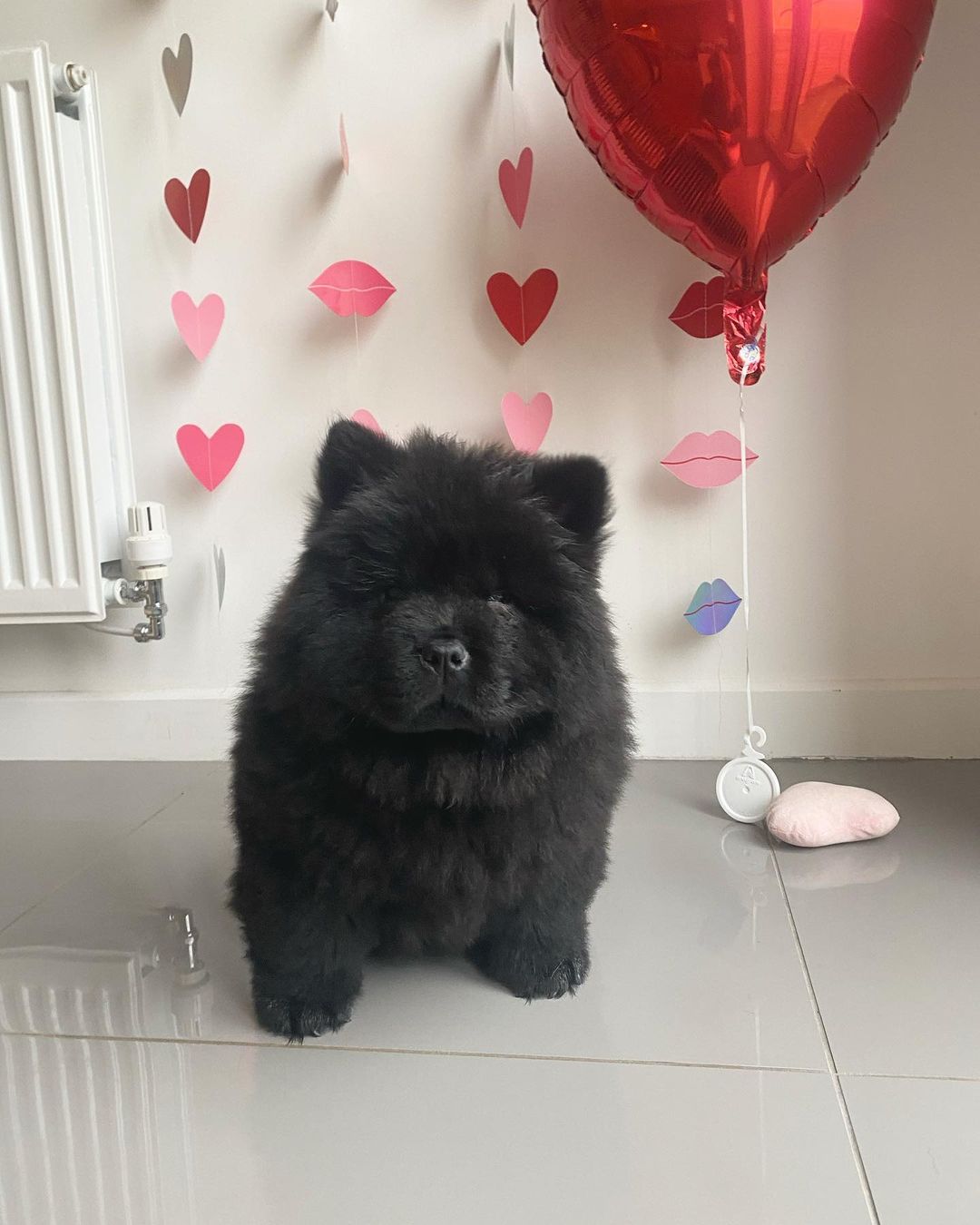 Bear close-up