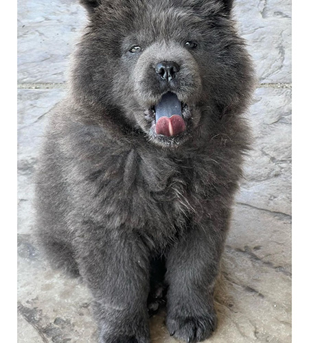 Bear standing