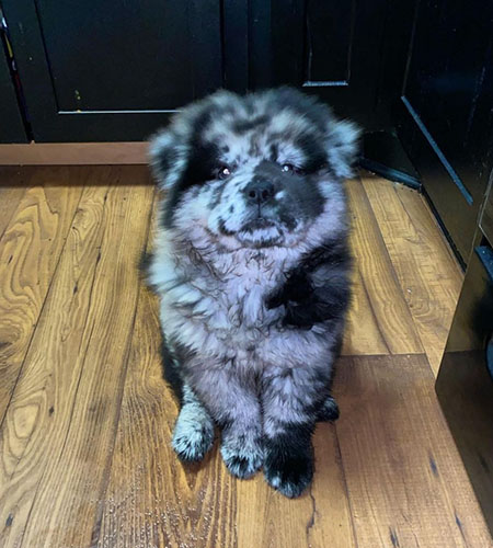 Bear standing