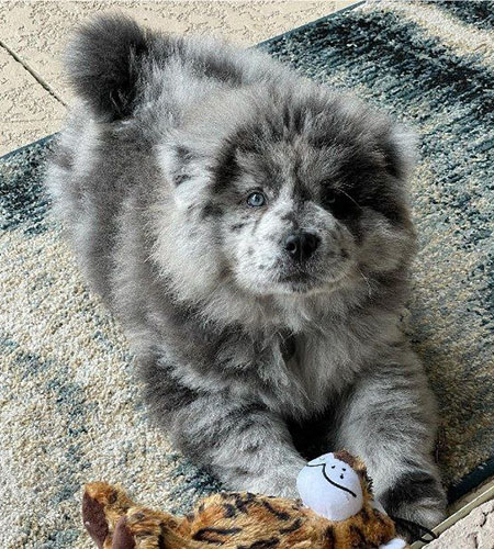 Bear with human