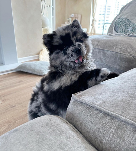 Bear standing