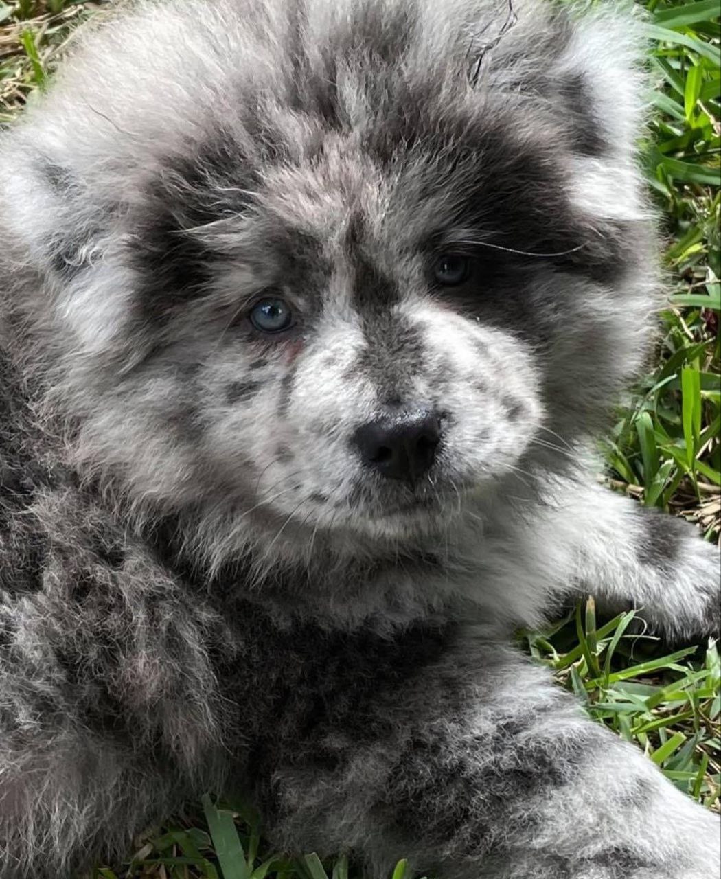 Bear close-up