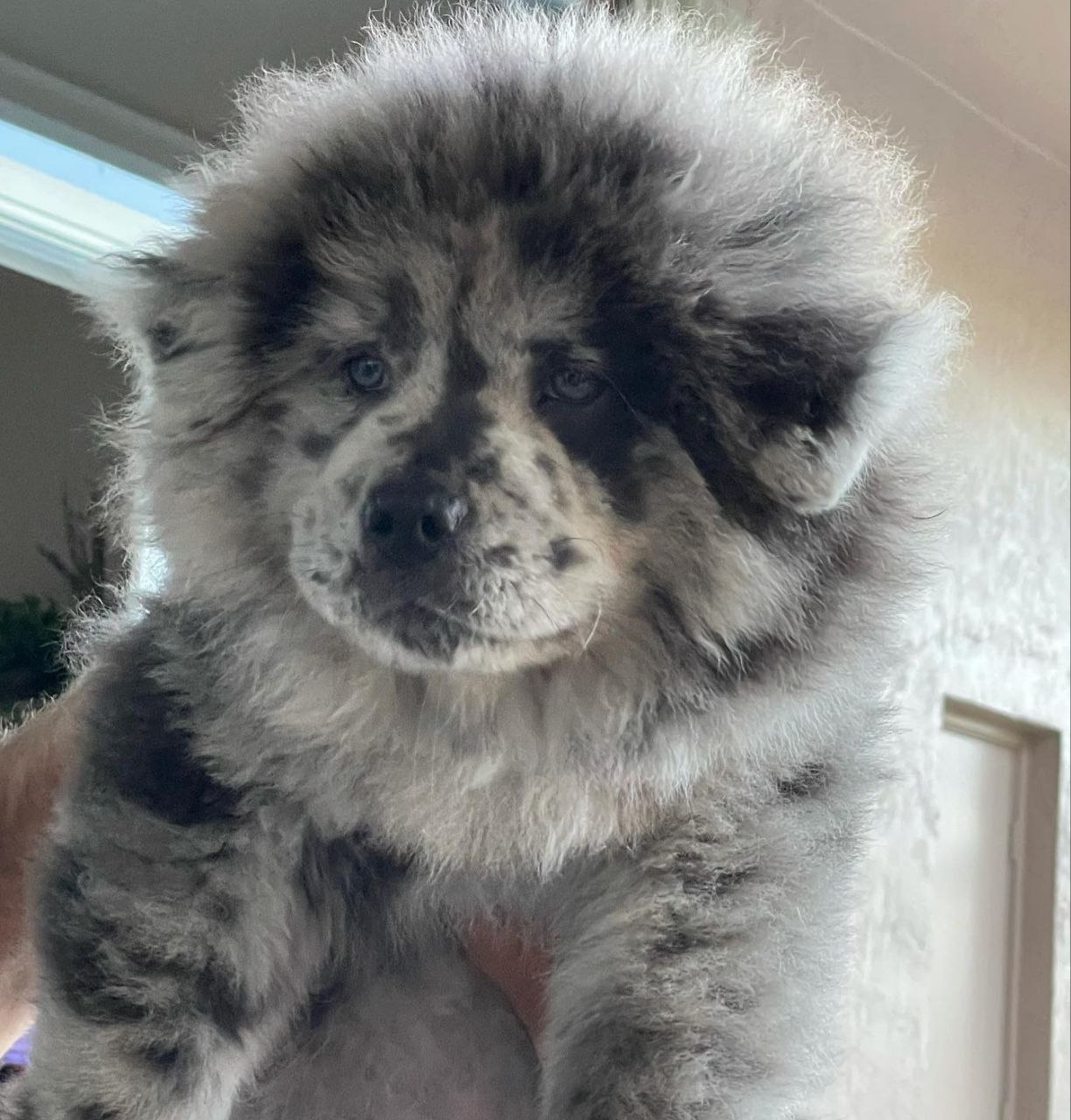 Bear standing