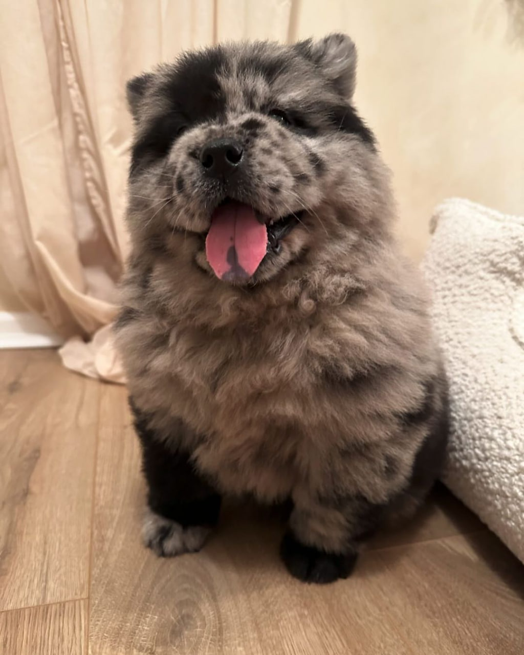 Bear with human