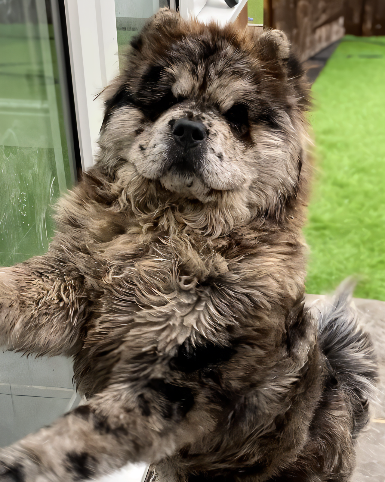 Merle Chow Chow