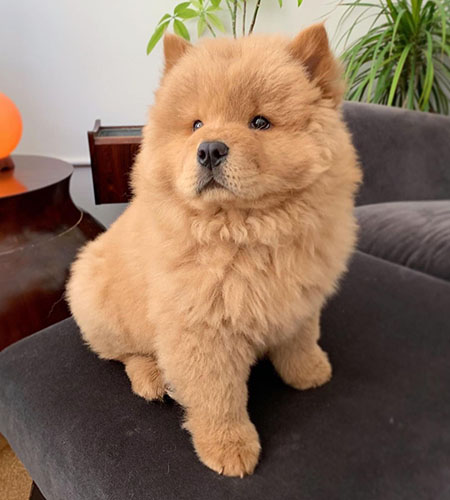 Luna - Merle Chow