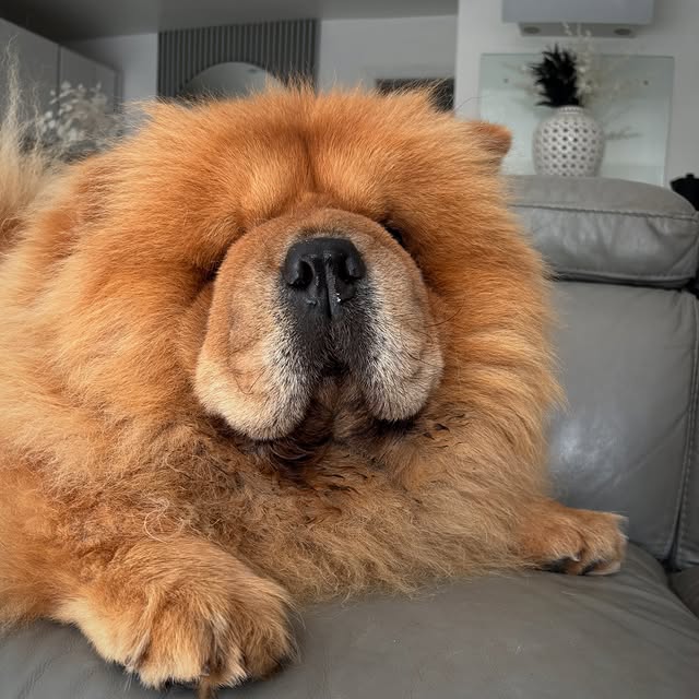 Royal Chow Standard