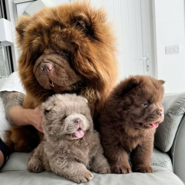 Emotional Support Chow Chow