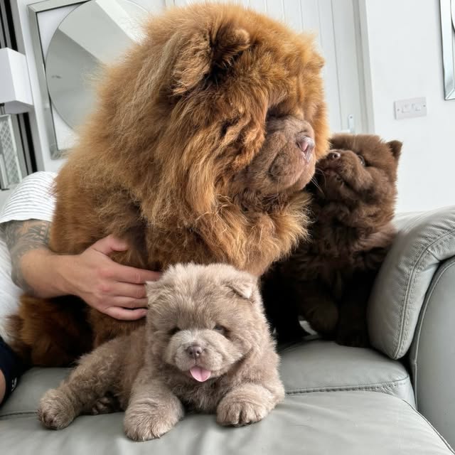 Happy family with adopted puppy
