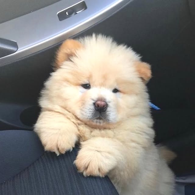 Oliver - Mini Chow